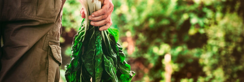 Organic vegetable Mangold in farmers hands