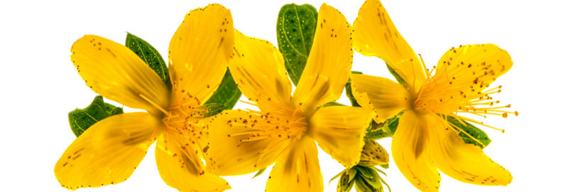 yellow flowers in a white background