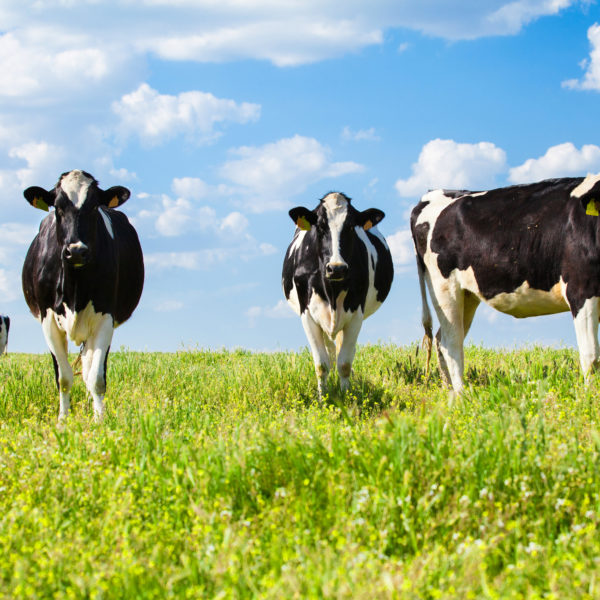 Three quiet cows pasturing at green fields with blue sky background.